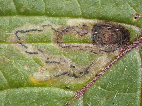 Réf. 348 524 : Liriomyza eupatorii